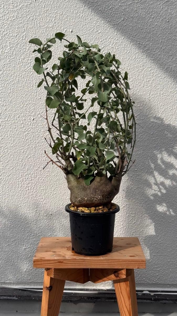 早稲田 初等部 2025 裁断済み 理英会 2023年度 早稲田実業初等部 夏期